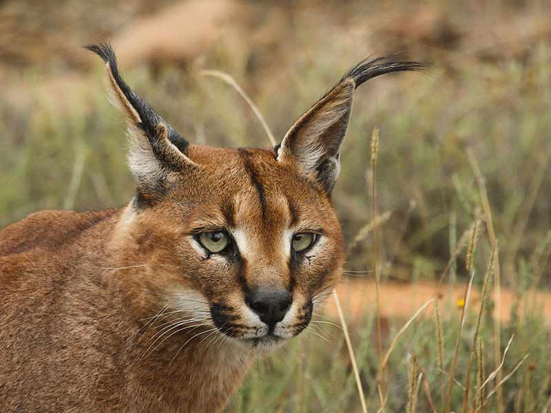 Le caracal