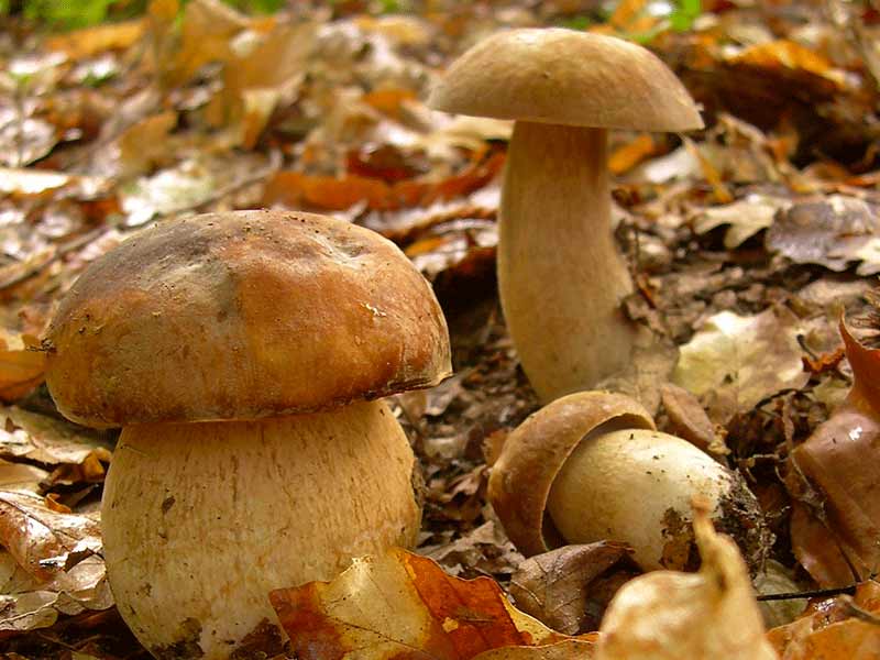Le cèpe