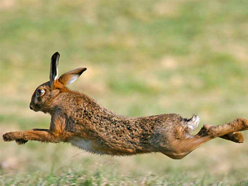 Le lapin de garenne